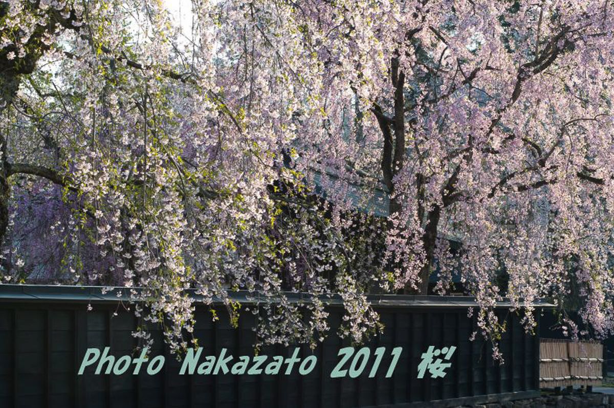 角舘の桜